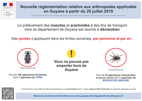 Nouvelle réglementation relative aux prélèvements d’insectes et d’arachnides en Guyane
